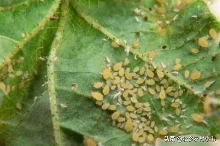 菜叶上的蚜虫怎么消灭