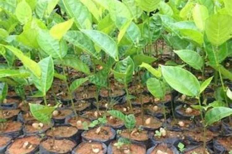 种菠萝蜜需要拿什么做肥料？