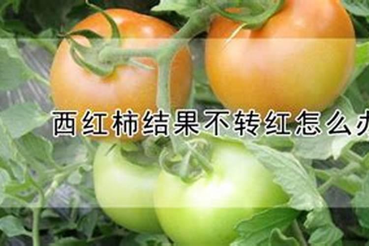 西红柿不爱红,怎么办
