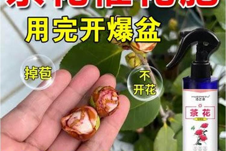 茶花有花蕾后喷磷酸二氢钾行吗