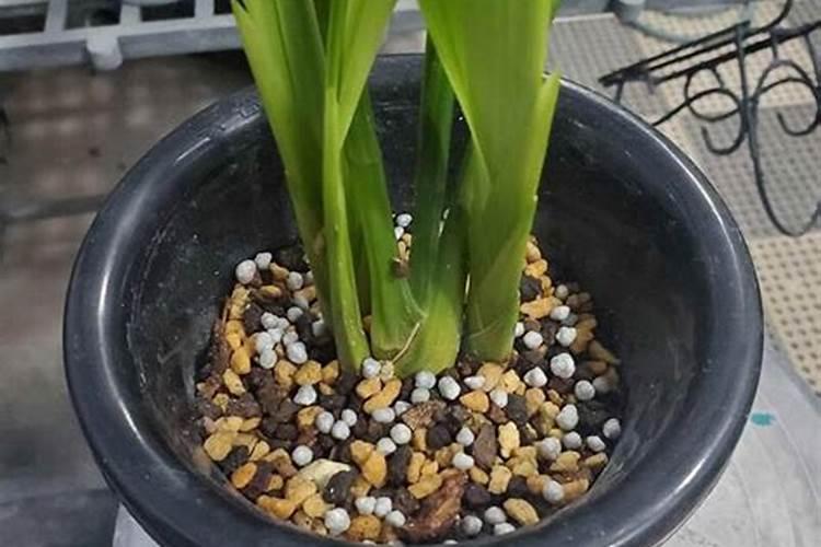 冬季兰花施肥时间和方法