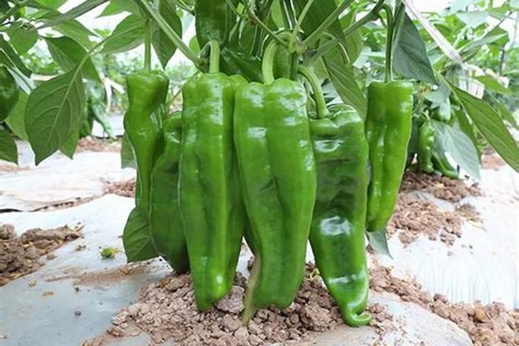 青椒种植技术