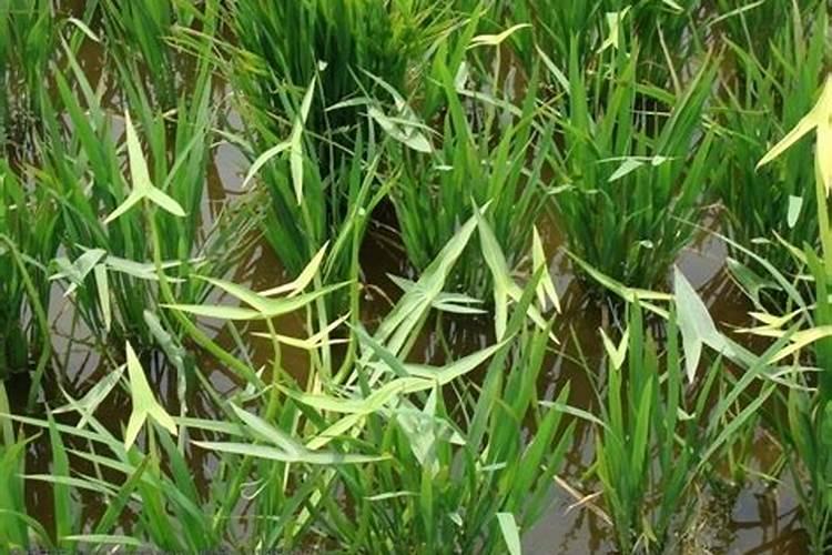 稻田地有野慈菇用什么农药？