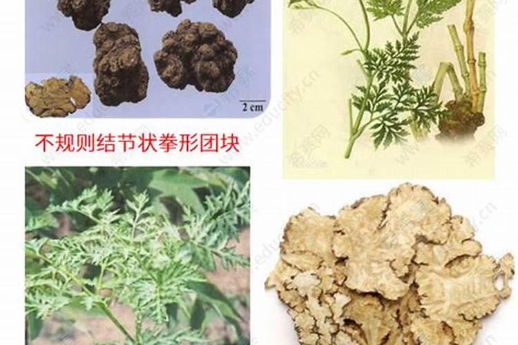 请问各位老师,菜川芎能使用什么肥。
