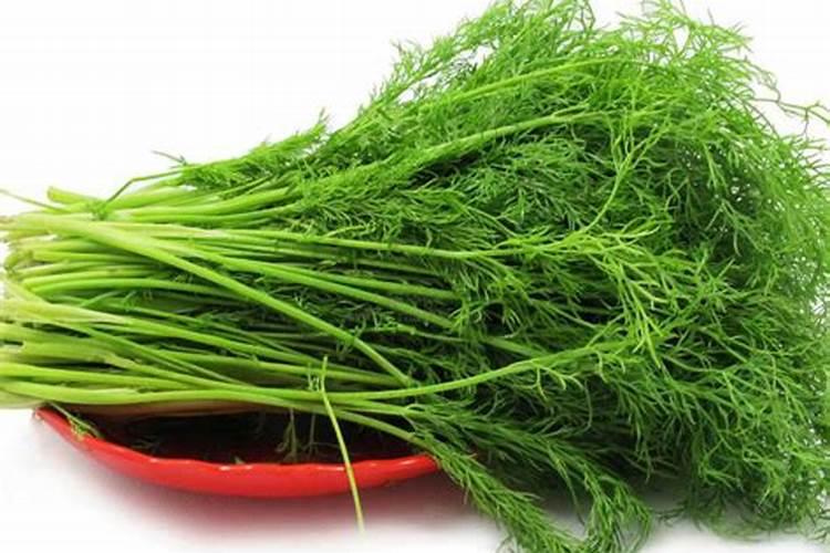 【茴香菜】的功效与作用