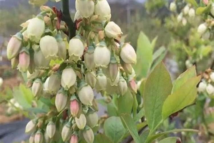 蓝莓开花结果期施什么肥好