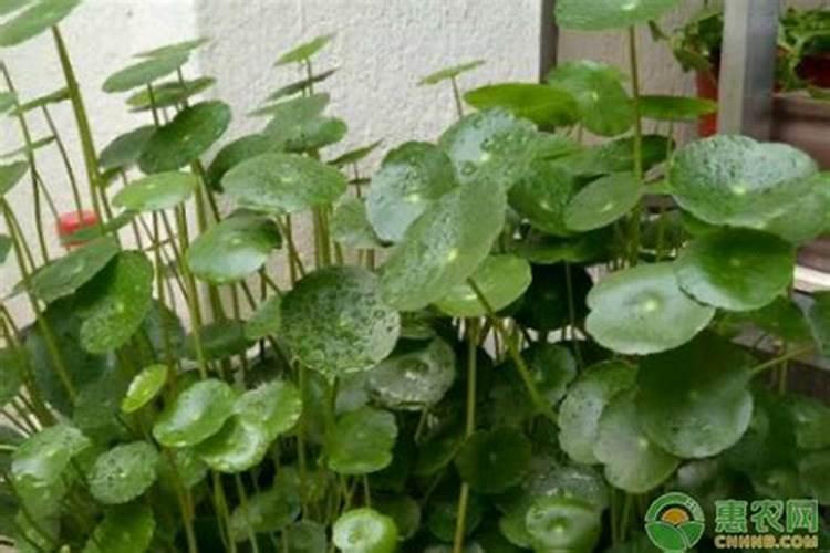 铜钱草怎么养才长得好