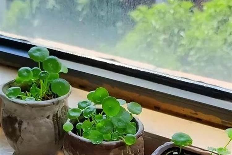 很适合夏季养的铜钱草,只要做好4点就可以苗壮很漂亮,是哪4点呢？百度...