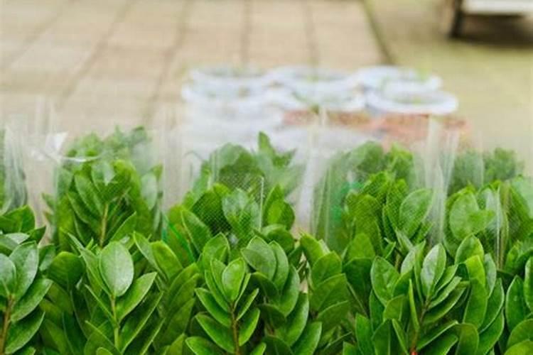 金钱树施土壤肥和叶面肥能同时进行吗？