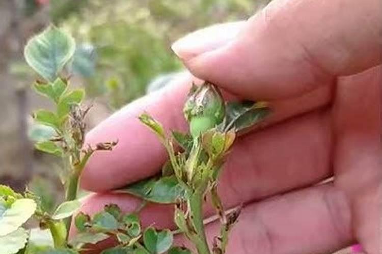 月季花新叶瘦小弯曲