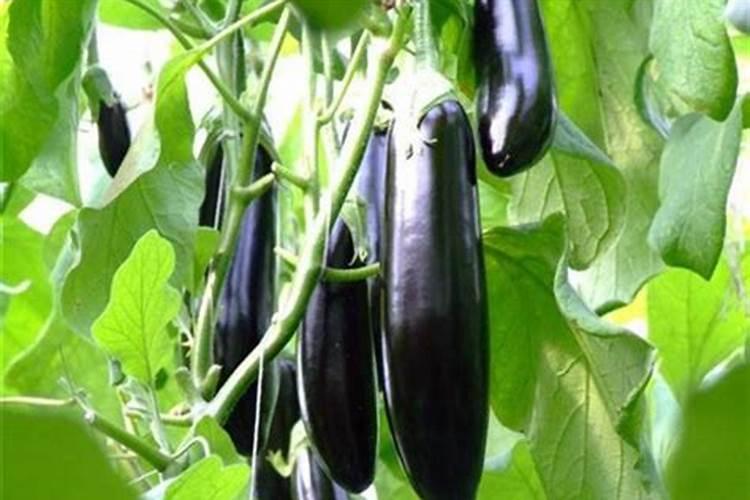 茄子开花结果期要加大哪些肥料的需求