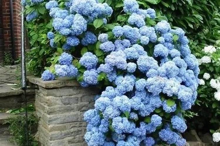 绣球花修剪后施什么肥