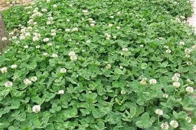 饲用、绿化、药用的白三叶种植介绍