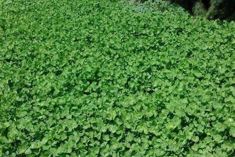 白三叶可以养鱼吗