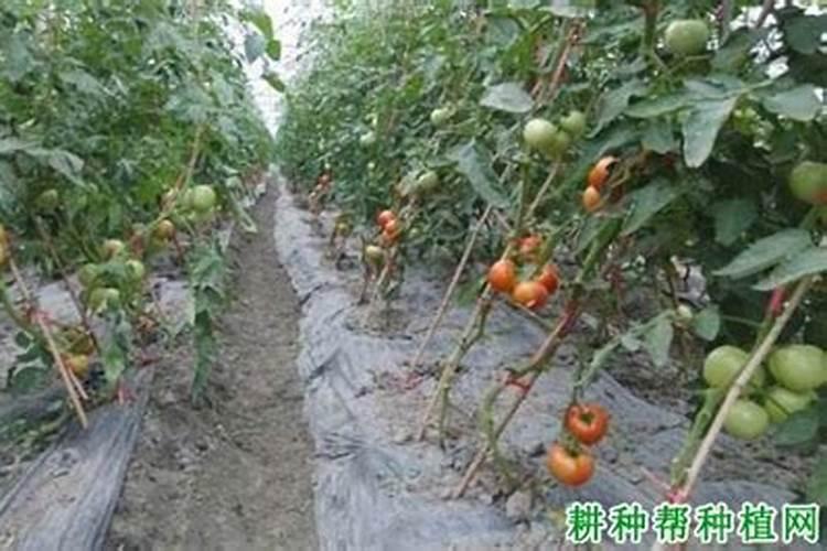 西红柿施肥需要注意什么