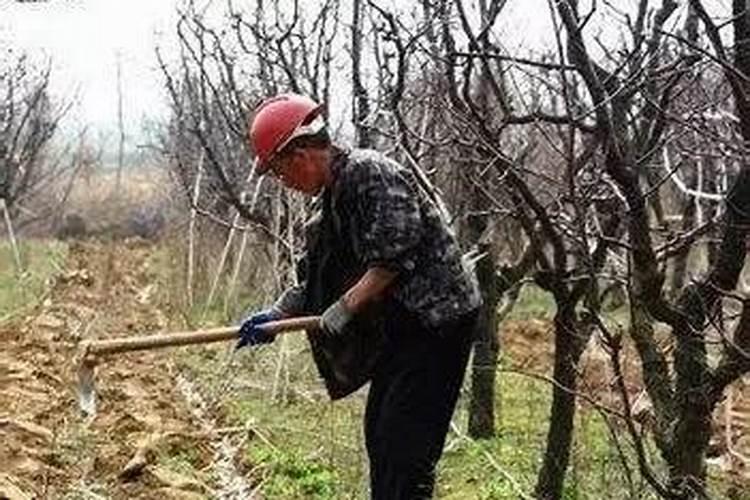 西红柿冬季施肥方法有哪些 西红柿冬季如何施肥