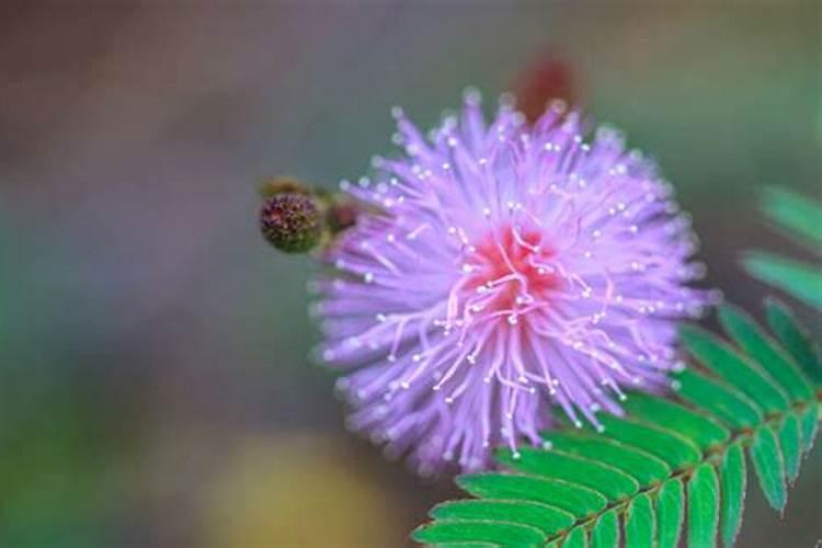 花卉开花需要什么肥料