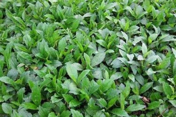 马兰头种植注意事项 马兰头的正确种植方法是什么