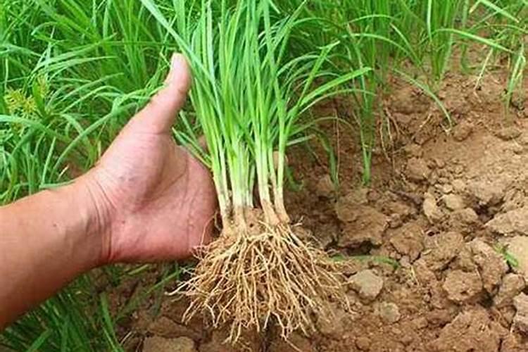 韭菜灌根的正确方法