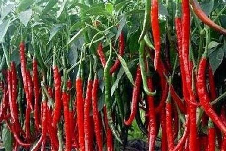 辣椒什么时候喷磷酸二氢钾 开花时需要施肥吗