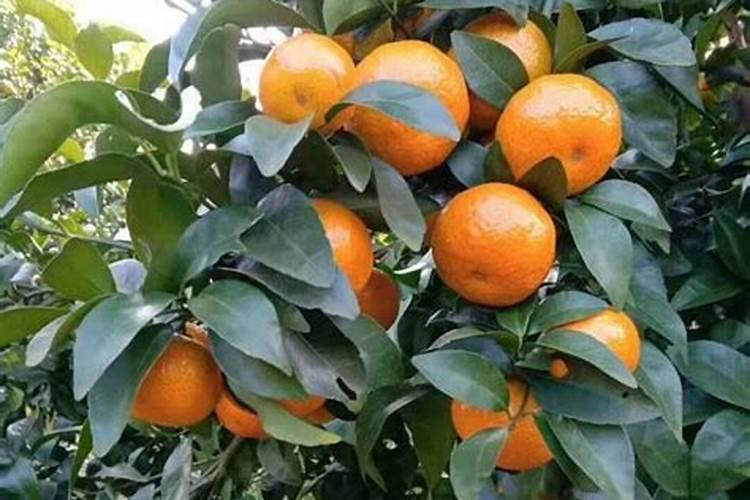 怎样能帮柑橘增加甜味 柑橘增甜的方法有哪些