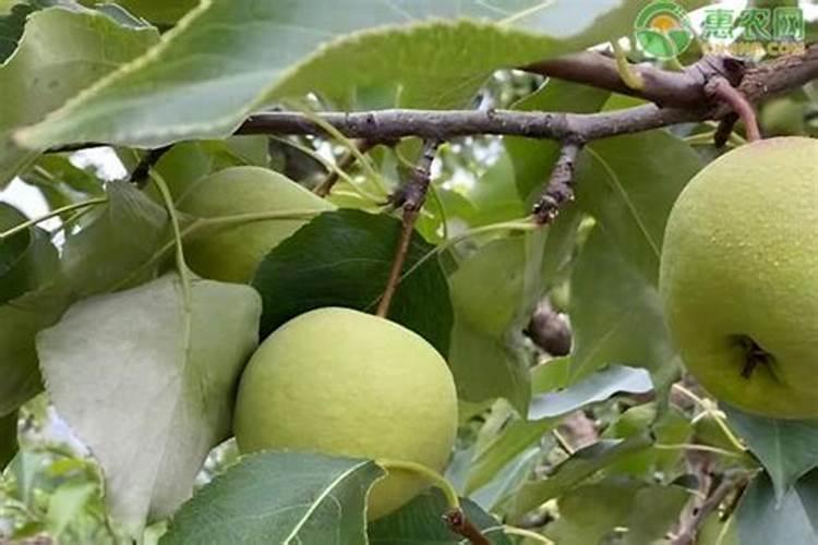 梨树栽培要想产量好、品质高,花期过后要怎么做？