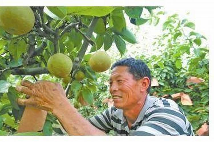 梨子裂果,什么原因,解决方法