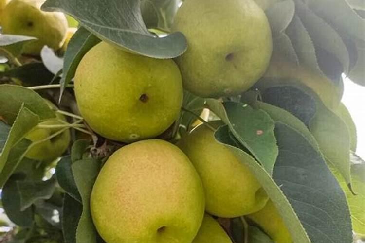 库尔勒香梨开花前期打什么(营养药