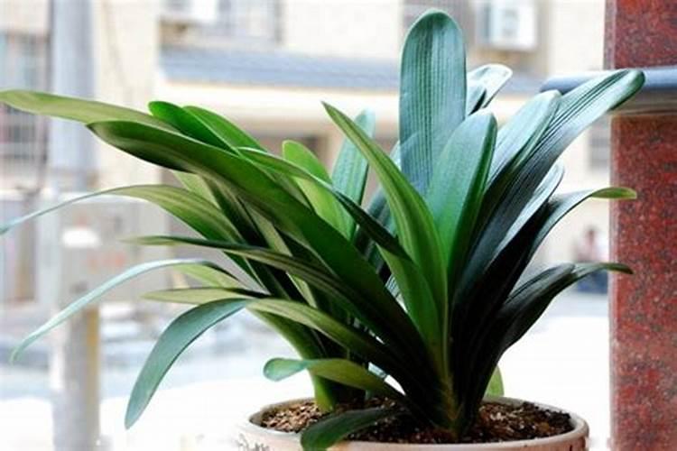 家养君子兰氮磷钾如何采用