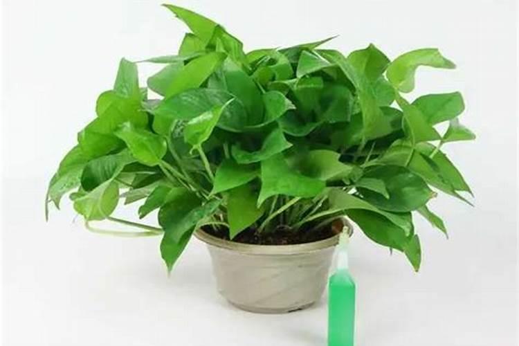 绿萝里面放酱油可以吗为什么