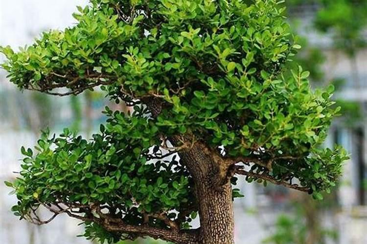 黄杨的养殖方法和注意事项