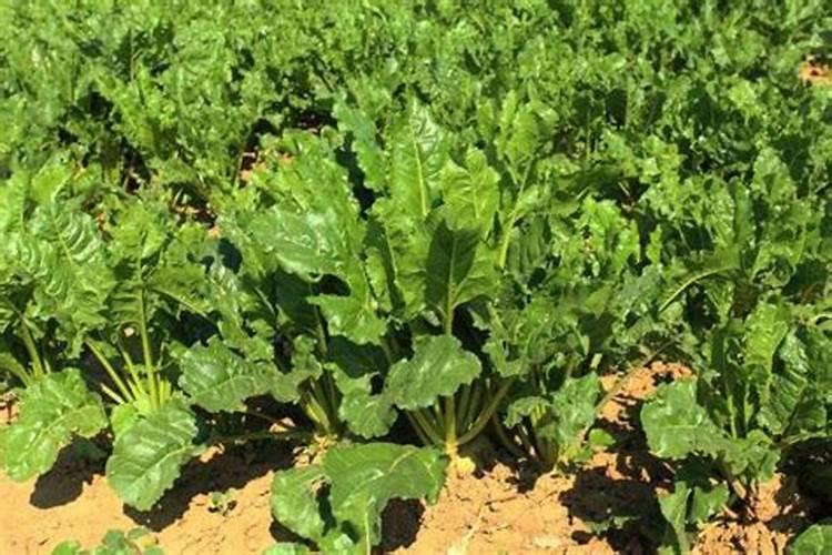 甜菜如何科学施肥