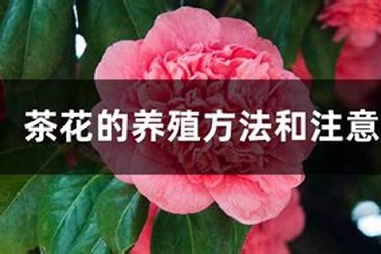 茶花的养殖方法和注意事项(茶花的养护技巧分享)