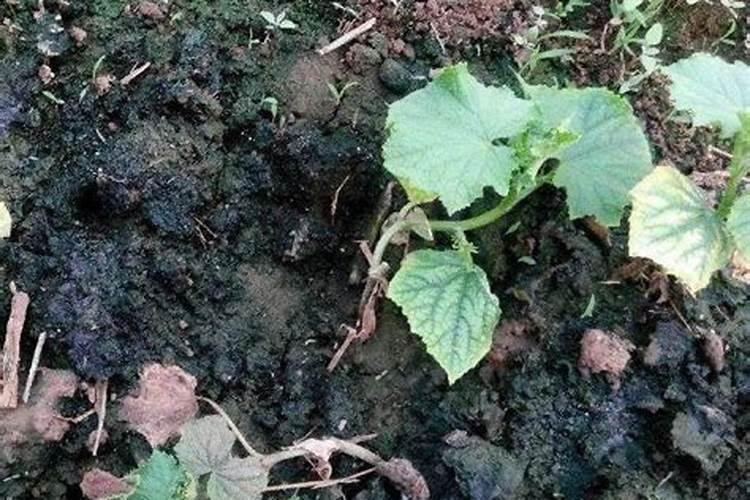 茄子喂没发效好的鸡粪烧根了怎么办