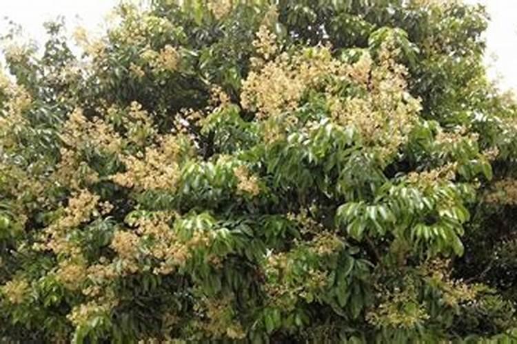 荔枝已能售卖,可脱果落果厉害得不行,该怎么处理才对？