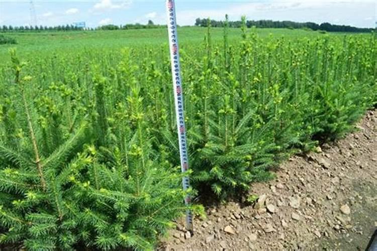 对于云杉树苗的施肥那种肥料最好？