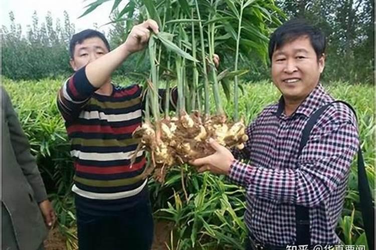 2025年6月大姜管理指南:抓住关键期,为高产保驾护航!