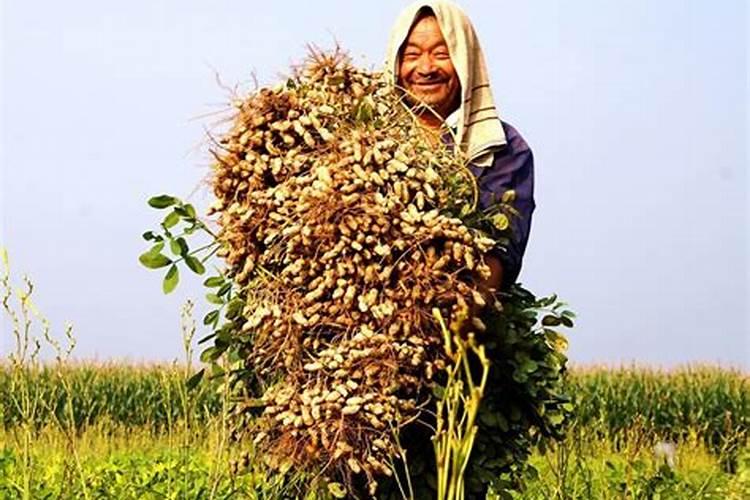 花生近年市场销量好,怎么提高花生的产量？