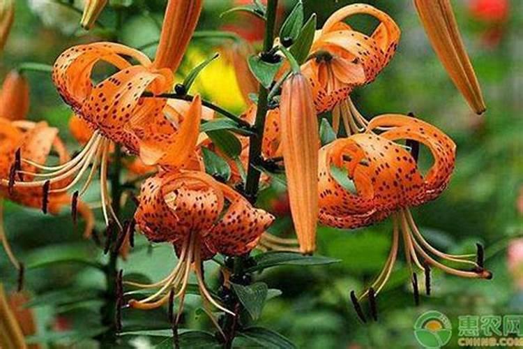 宜兴百合和兰州百合哪种好