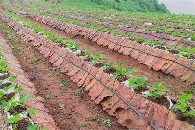 种葛根怎么施肥