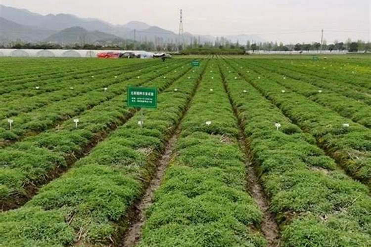 元胡种植施什么肥料？请教专家