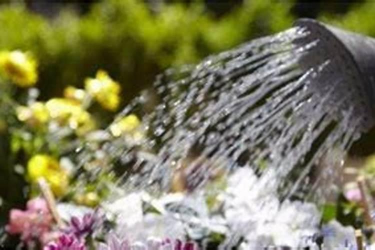 浇花的磷肥有哪些