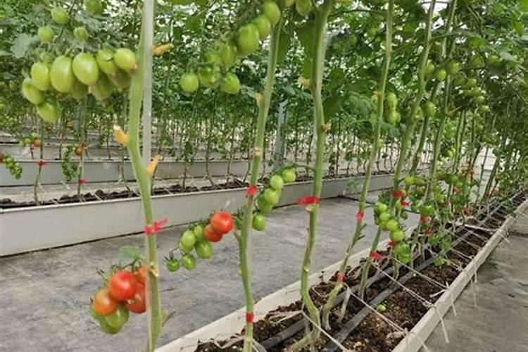夏季番茄如何保花保果 番茄应该怎么种植
