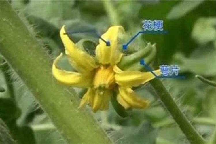 番茄的花怎么留