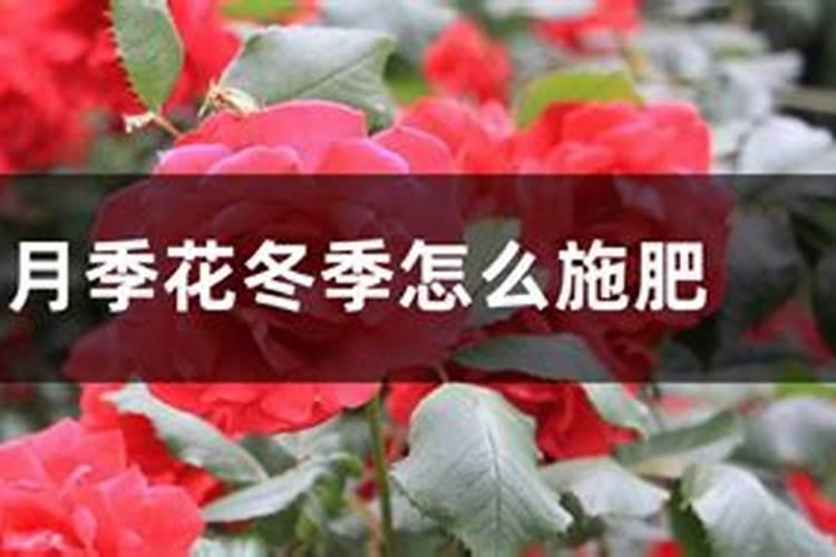 月季花冬季怎么施肥