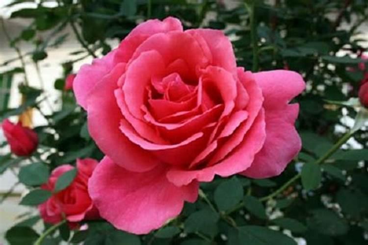 冬天月季施什么肥最好