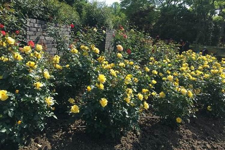 月季如何施磷酸二氢钾