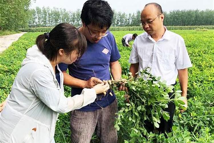 黄腐酸钾能解决花生地重茬问题吗