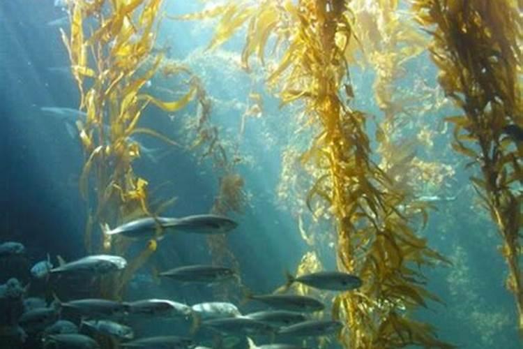 海藻怎么养长的好