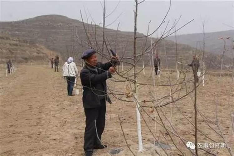 柑橘可以用生石灰吗